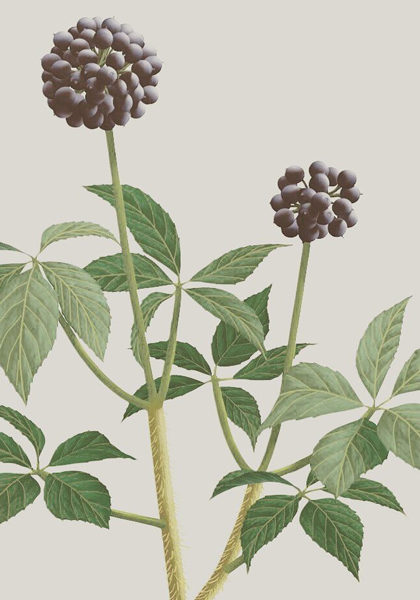 ��������� �������� ������������ ����������� ���������� � ����� ������� ���-���������